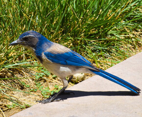 Brilliant sapphire blue California Blue Jay bird