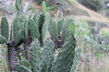 Nopales con espinas