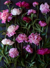 Naklejka na ściany i meble Flower peonies from the Garden of Eden. They have a divine aroma. They fascinate and inspire.