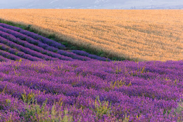 Obraz premium Lavender field straight beautiful rows. Rural Provence. The cultivation of lavender. Summer Sunny bright panoramic view. French lavender.