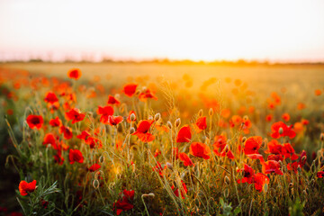 Red poppies field at sunset. Soft focus.