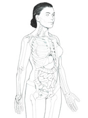 3d rendered, medically accurate illustration of a female skeleton system