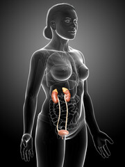 3d rendered, medically accurate illustration of female   kidneys
