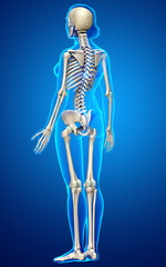 3d rendered, medically accurate illustration of a female skeleton system