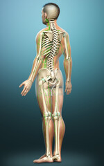 3d rendered medically accurate illustration of a male lymphatic system