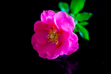 Fototapeta premium Rosenblüte- Strauchrosenblüte