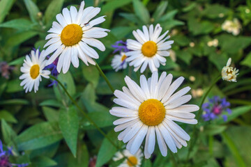 Garden flowers: white daisies grow in the city yard