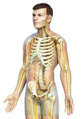 3d rendered medically accurate illustration of the nervous system and skeleton system