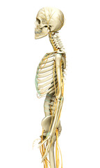 3d rendered medically accurate illustration ofa female nervous system and skeleton system