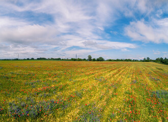Fototapeta na wymiar Agricultural landscape. Blooming poppies (Papaver) on wheat field on a sunny day