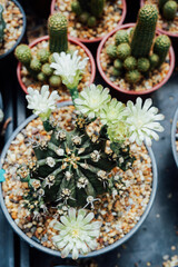 various kinds of cactus 