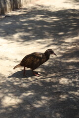 Weka, oiseau endémique du parc Abel Tasman, Nouvelle Zélande
