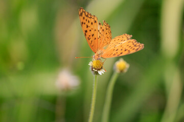 Close-up of a butterfly on a flower.