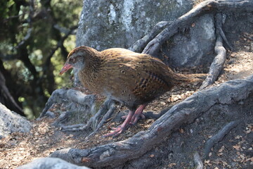 Oiseau endémique du parc Abel Tasman, Nouvelle Zélande