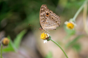 Fototapeta na wymiar Close-up of a butterfly on a flower.