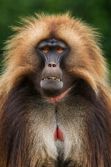 Gelada Baboon - Theropithecus gelada, beautiful ground primate from Semien mountains, Ethiopia.