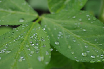 雨上がりの葉と滴