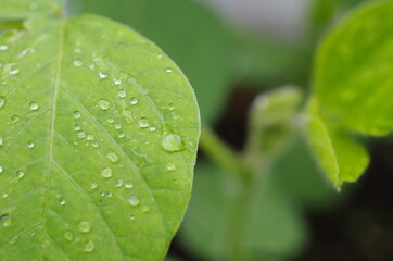 雨上がりの葉と滴