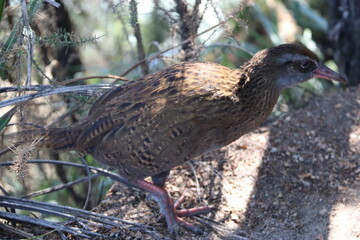 Weka, oiseau endémique du parc Abel Tasman, Nouvelle Zélande