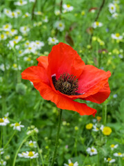 Fototapeta premium single poppy in wildflower meadow