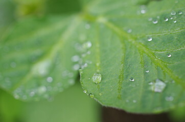 雨上がりの葉と滴
