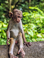 Sri Lanka Toque macaque portrait, Macaca sinica, monkey