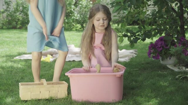 Joyful little twin sisters talking and admiring ducks bathing in pink bucket outdoors. Portrait of brunette Caucasian siblings taking care of animals on sunny summer day. Lifestyle, childhood, leisure