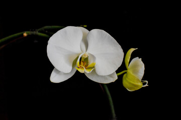 Naklejka na ściany i meble pristine white orchid 