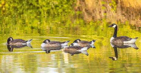 Family of canada geese resting on a river.