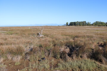 Obraz premium Marais du parc Abel Tasman, Nouvelle Zélande 