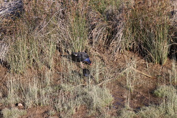 Oiseau endémique du parc Abel Tasman, Nouvelle Zélande