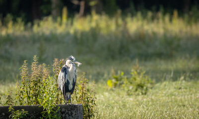 Grey heron during his morning cleanup, cleans his feathers before going on the hunt.