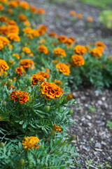Closeup of orange color marigold flowers in a public garden