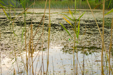 Swamp marshland water landscape. Swamp land backwater panorama. Swamp trees bog backwater view. Selective focus image. Copy space.