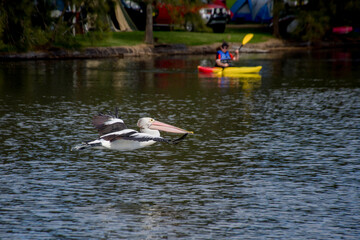 Naklejka na ściany i meble The Australian pelican, Pelecanus conspicillatus. Large waterbird flying over the water.