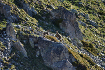 Youngs Ibex fighting
