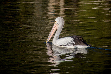 Naklejka na ściany i meble The Australian pelican, Pelecanus conspicillatus is a large waterbird in the family Pelecanidae, widespread on the inland and coastal waters of Australia, New Guinea, Fiji and parts of Indonesia.