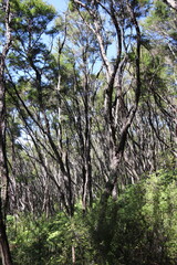 Forêt du parc Abel Tasman, Nouvelle Zélande