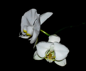 2 white orchids on black background