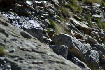 Marmot on the watch