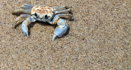 Crab sand beach close up © Emoji Smileys People
