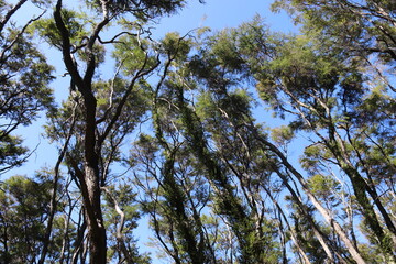 Forêt du parc Abel Tasman, Nouvelle Zélande