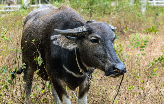 Black water buffalo or carabao