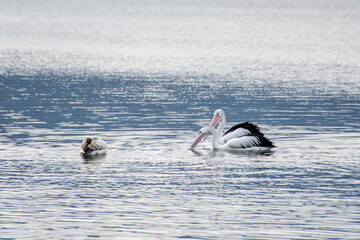 The Australian pelicans, Pelecanus conspicillatus on a water with copy space.