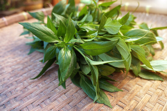 Andrographis paniculata (green chiretta) or Kariyat on bamboo tray, fresh Thai herbal medicine herbs organic plant.  