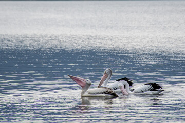 The Australian pelicans, Pelecanus conspicillatus on a water with copy space.