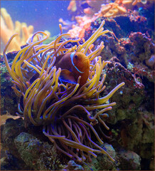 Fototapeta na wymiar Clown fish hiding in anemone. Aquarium with bluish tones