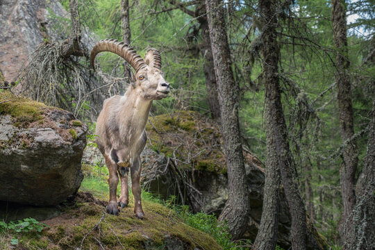 Mountain Goat in Chamonix