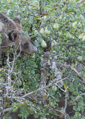The Marsican brown bear looking for food on tree (Ursus arctos marsicanus)