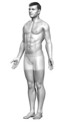 3d rendered illustration of the male body